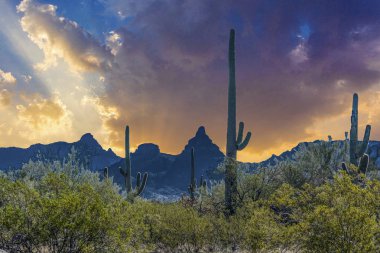 Arizonas Sonoran Çölü kaktüsü uçsuz bucaksız, sessiz bir ordu gibi duruyor. 