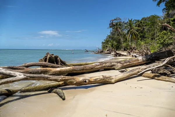 Spiaggia sabbiosa con palme a Cahuita, Costa Rica — Foto Stock