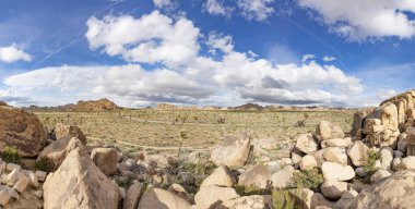 Joshua Tree Ulusal Parkı 'ndaki Joshua ağacı manzarası.
