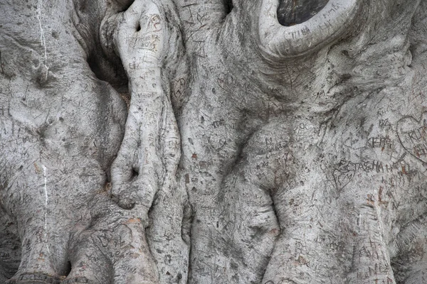 Beverly Gardens Park, the 100 year old tree behind it is just as worth visiting. This stately old Moreton Bay Fig Ficus has literally grown with Beverly Hills over the years.
