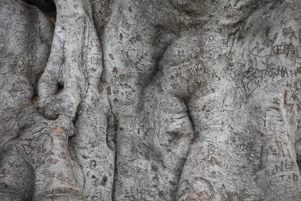 Beverly Gardens Park 100 Jaar Oude Boom Achter Het Net — Stockfoto