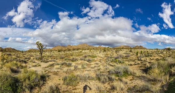 Landscape Joshua Trees Joshua Tree National Park — Stock Photo, Image