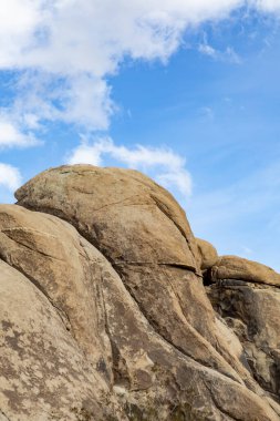 Joshua Tree Ulusal Parkı 'ndaki Joshua ağacı manzarası.