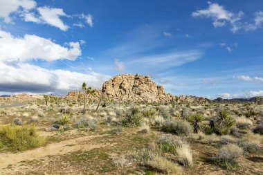 Joshua Tree Ulusal Parkı 'ndaki Joshua ağacı manzarası.