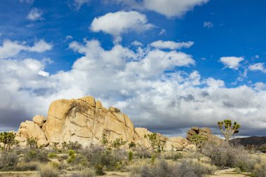 Joshua Tree Ulusal Parkı 'ndaki Joshua ağacı manzarası.