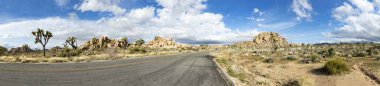 Joshua Tree Ulusal Parkı 'ndaki Joshua ağacı manzarası.