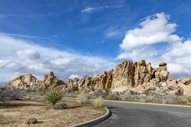 Joshua Tree Ulusal Parkı 'ndaki Joshua ağacı manzarası.