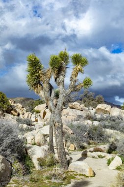 Joshua Tree Ulusal Parkı 'ndaki Joshua ağacı manzarası.