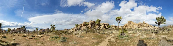 Landscape Joshua Trees Joshua Tree National Park — Stock Photo, Image