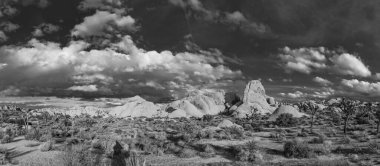 Joshua Tree Ulusal Parkı 'ndaki Joshua ağacı manzarası.