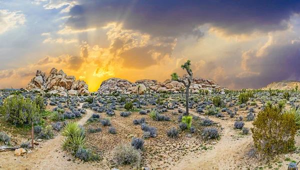 Landschaft Mit Josua Bäumen Josua Baum Nationalpark — Stockfoto