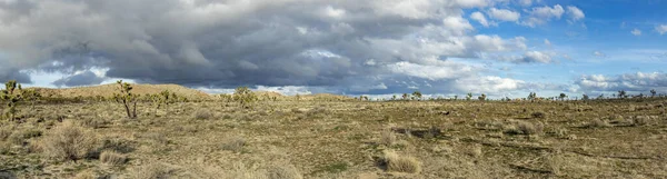 Paisagem Com Árvores Jóia Parque Nacional Árvore Joshua — Fotografia de Stock