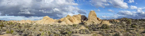 Paisaje Con Árboles Joshúa Parque Nacional Joshua Tree — Foto de Stock