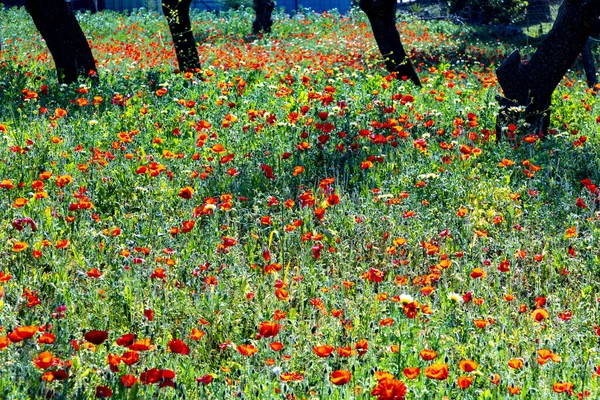 明亮的罂粟花在明亮的阳光下在草地上呈红色 — 图库照片