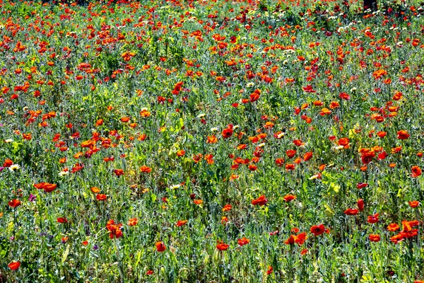 Fleurs Pavot Lumineux Rouge Prairie Dans Lumière Vive — Photo