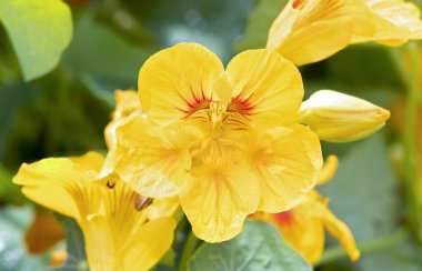 Malvaceae 'nin sarı amber çiçeği.