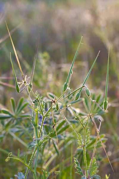 Dettaglio Fiore Verde Prato Che Simboleggia Fragilità — Foto Stock