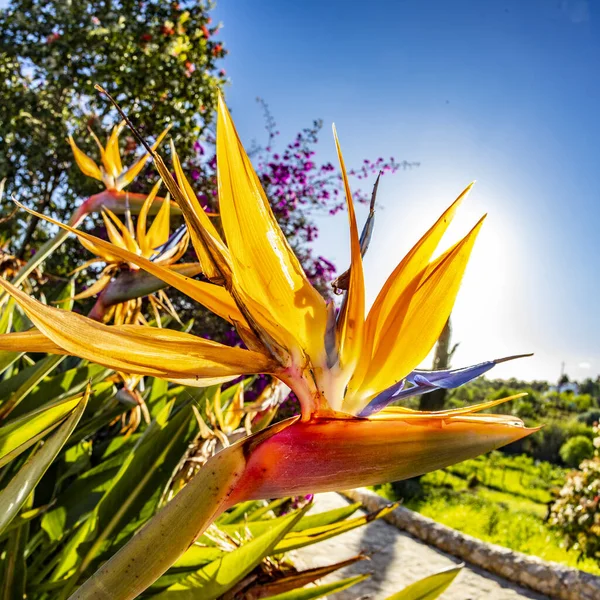 Részlet Gyönyörű Strelitzia Kertben — Stock Fotó