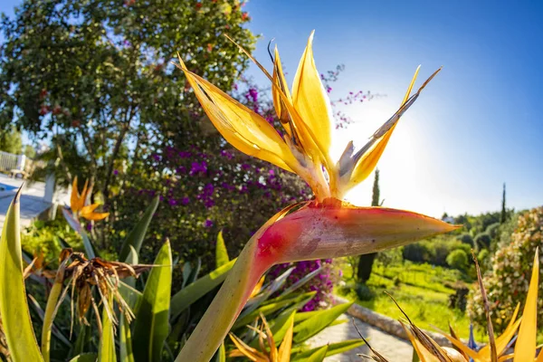 Bahçedeki Güzel Strelitzia Nın Ayrıntıları — Stok fotoğraf