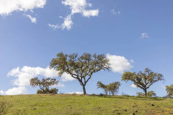 Old Olives Trees Growing Field Algarve Portugal — Stock Photo, Image