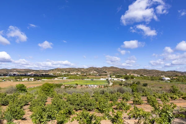 Panoramic View Orange Plantation Algarve Region Silvas — Stock Photo, Image