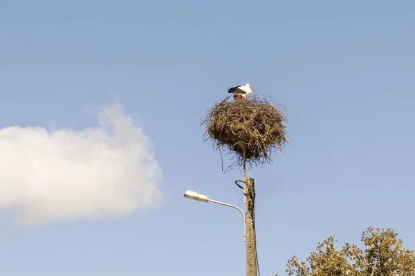 White Stork His Nest Top Electric Pylon — Stock Photo, Image