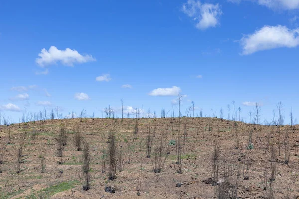 Burned Forest Portugal Argave Portugal — Stock Photo, Image