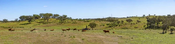 Krávy Pasoucí Zelené Louce Regionu Algarve Portugalsku — Stock fotografie