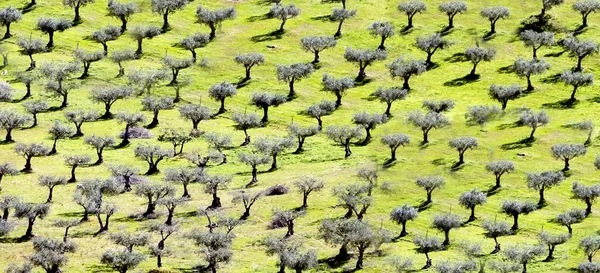 Paisagem Paisagística Perto Ourique Costa Aerea Algarve Portugal — Fotografia de Stock