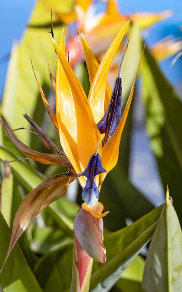 Részlet Gyönyörű Strelitzia Kertben — Stock Fotó