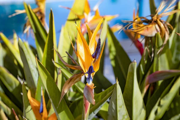 Détail Belle Strelitzia Dans Jardin — Photo