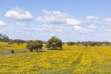 Portekiz 'deki Algarve sahilinde Ourique yakınlarında zeytin ağaçları, renkli tarlalar ve mantar ağaçları olan manzaralı bir manzara.