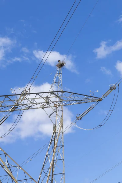 Cigognes Construisent Leur Nid Sommet Une Ligne Électrique Terrestre Haute — Photo