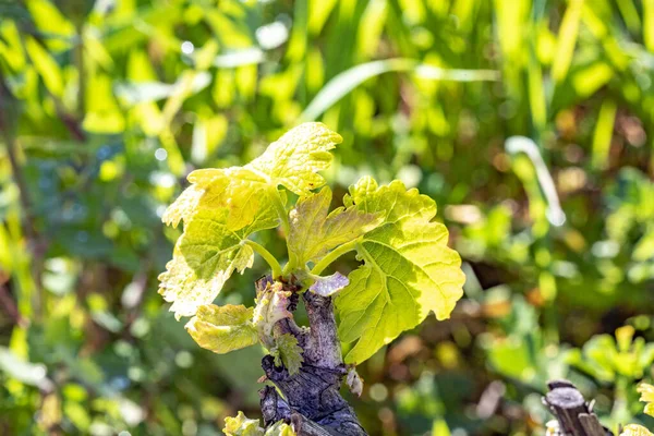 Blooming Vine Bud Old Grape Plant Vineyard — Stock Photo, Image