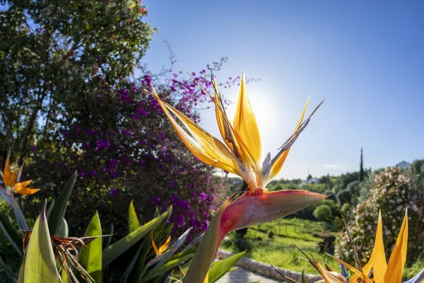 Részlet Gyönyörű Strelitzia Kertben — Stock Fotó