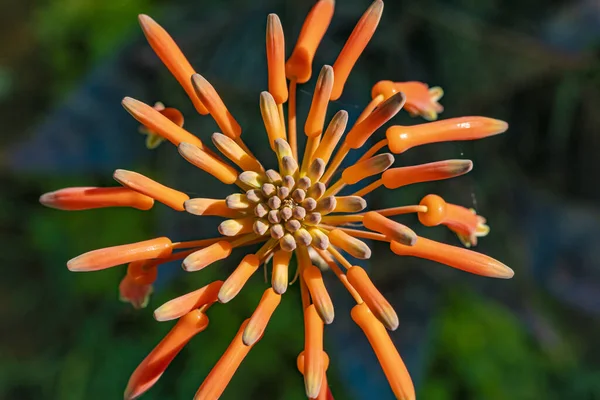 Malebné Kvetoucí Agave Květina Bud Detailu — Stock fotografie