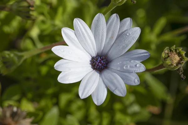 Hermosa Flor Margarita Blanca Con Gotas Rocío Mañana Temprano —  Fotos de Stock