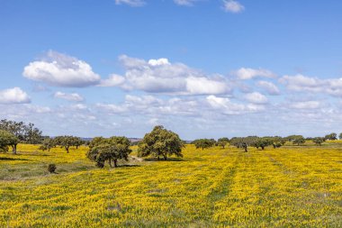 Portekiz 'deki Algarve sahilinde Ourique yakınlarında zeytin ağaçları, renkli tarlalar ve mantar ağaçları olan manzaralı bir manzara.