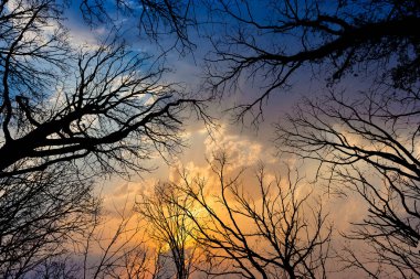 Kışın dramatik gökyüzü olan ağaçlardan bir taç