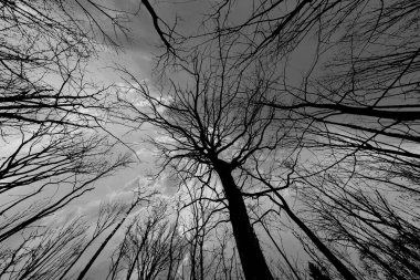 Bahar ağacı görkemli gökyüzünde taçlanıyor.