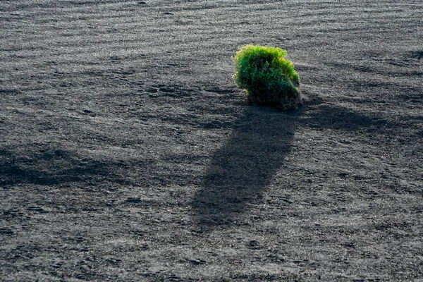 Volcano Landscape National Park Timanfaya Lanzarote Spain — Stock Photo, Image