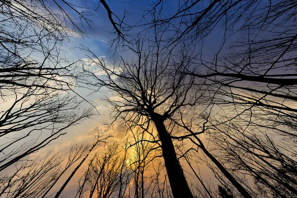 春树在壮观的夜空中树冠高耸 — 图库照片