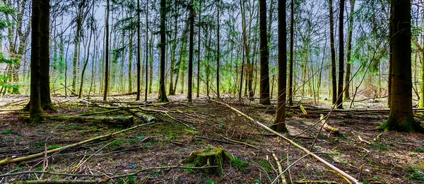 Kışın mavi gökyüzü olan ormanda manzaralı günbatımı