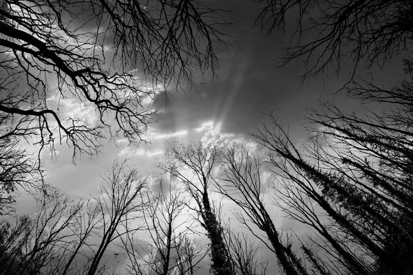 Puesta Sol Escénica Bosque Con Cielo Dramático Salida Del Sol — Foto de Stock