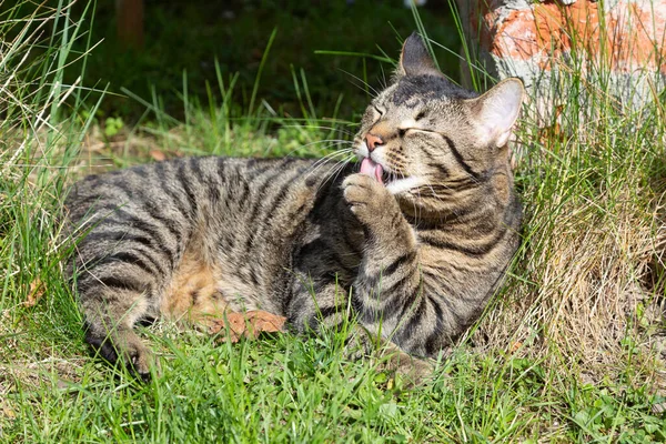 Cute Tiger Cat Garden Licking Paw — Stock Photo, Image