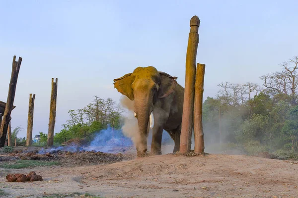 Asian Elephant Breeding Center Chitwan National Park Nepal — Stock Photo, Image