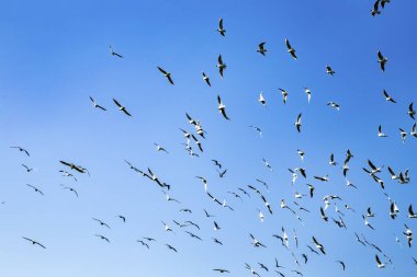 Mavi gökyüzünün altında uçan martı sürüsü