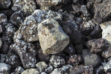 Lanzarote Timanfaya Ulusal Parkı 'ndaki katı lav deseni