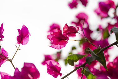 Beyaz arkaplan ile kırmızı bougainvillea detayı