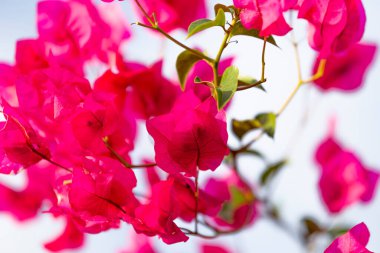 Beyaz arkaplan ile kırmızı bougainvillea detayı